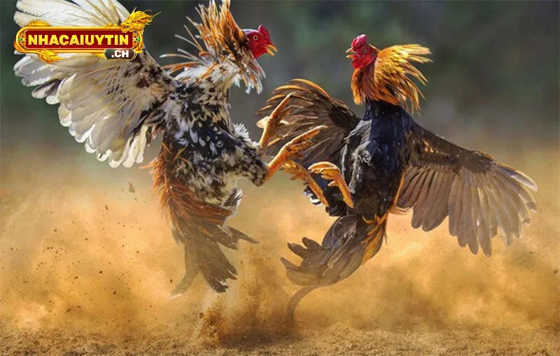 Tiêu chỉ để đánh giá một nhà cái